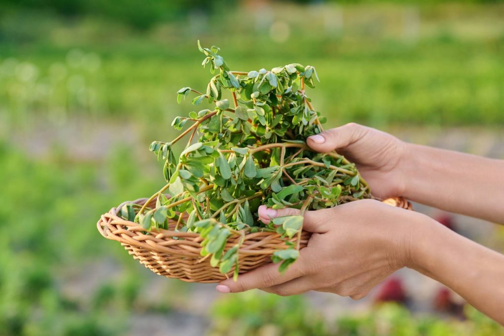 Can You Freeze Purslane