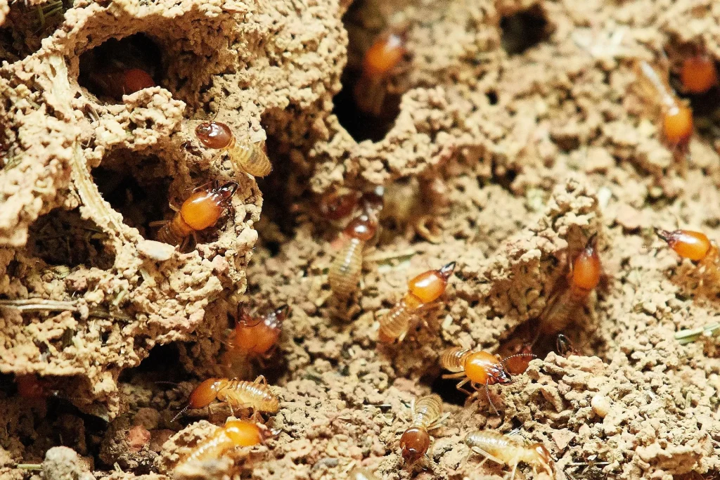 Can You Get Rid of Termites Without Tenting