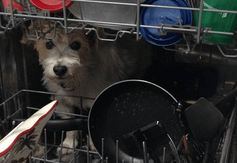 Can You Put a Bong in the Dishwasher