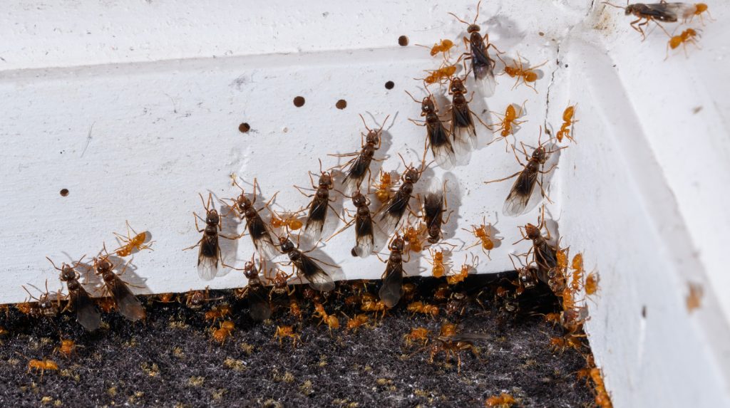 Can You Vacuum Ants