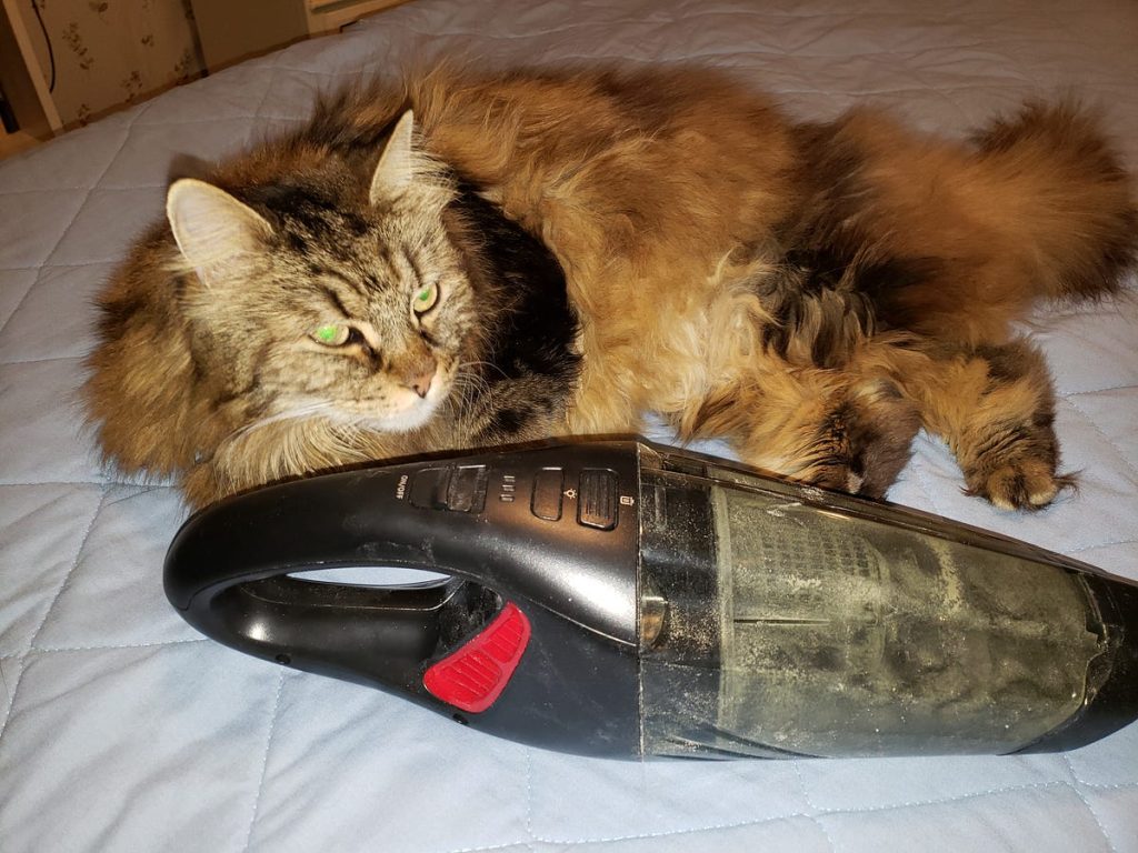 Can You Vacuum Kitty Litter