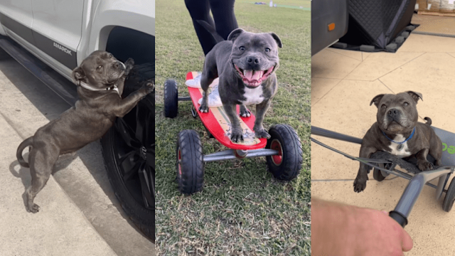 Do Car Rides Tire Dogs Out