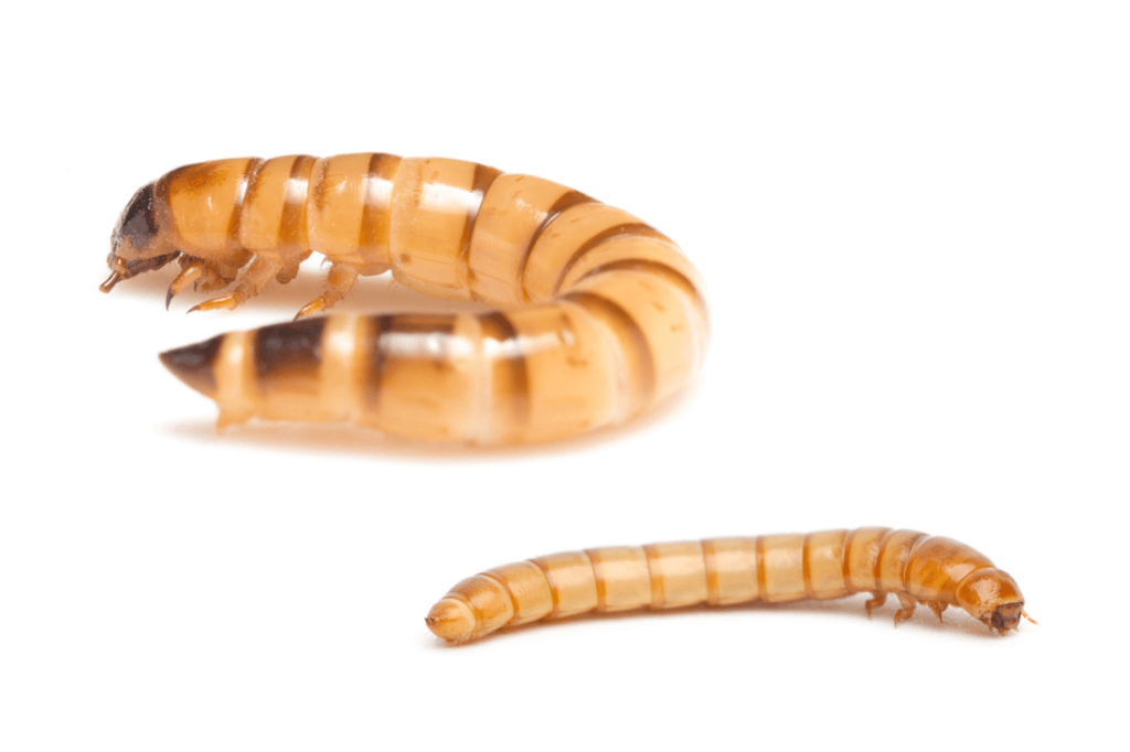 Do Mealworms Need to Be Refrigerated