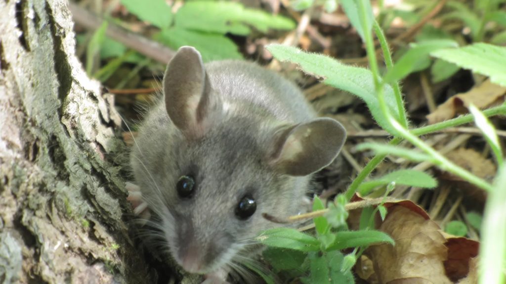Do Mice Freeze to Death