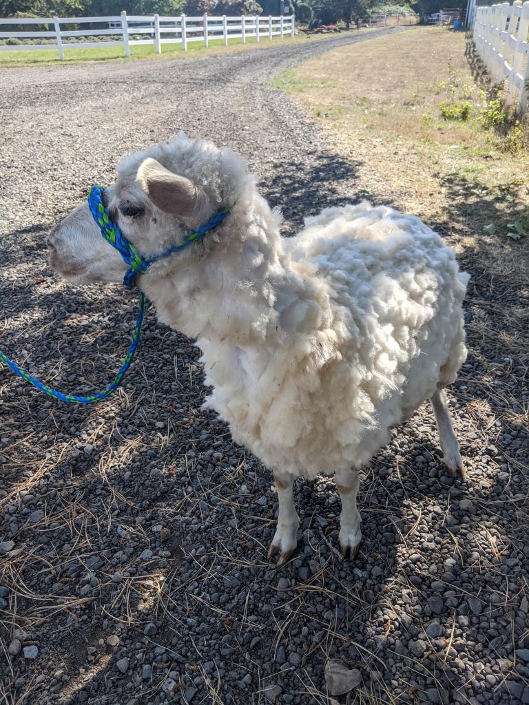 Do Sheep Like Being Sheared