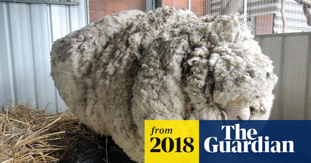 Do Sheep Need to Be Sheared