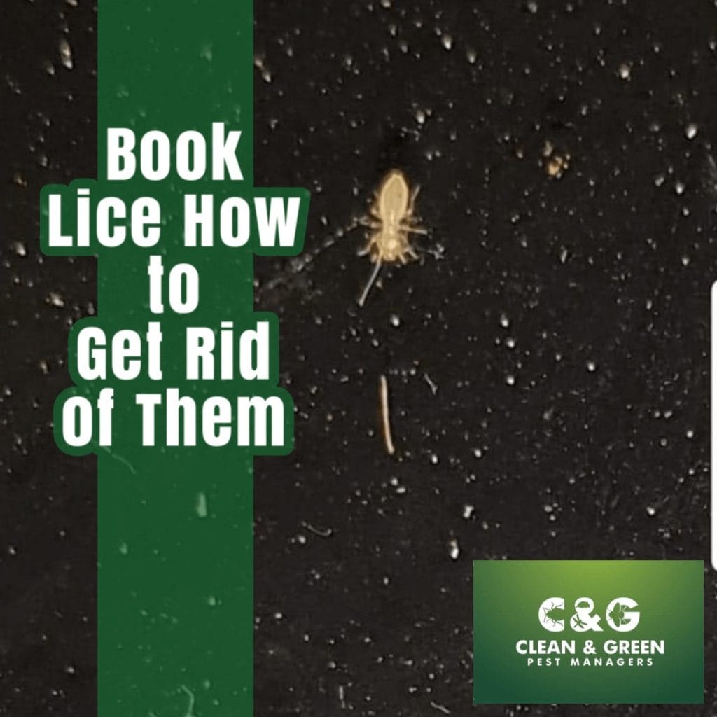 Does Freezer Kill Lice