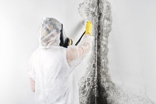 Does Freezing Temperatures Kill Mold