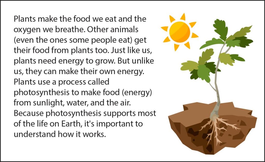 Does Plants Need Food
