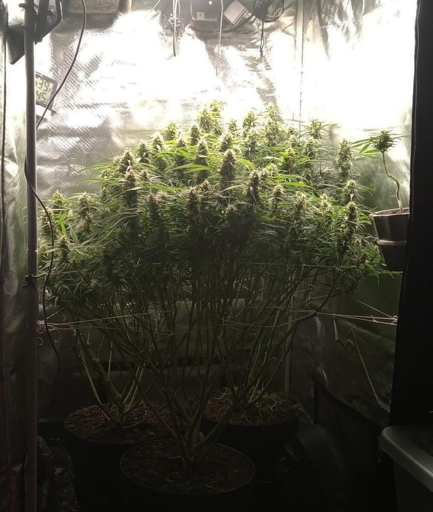 How Big of a Grow Tent