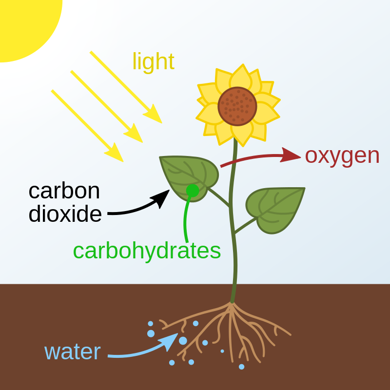 How Do We Get Food from Plants