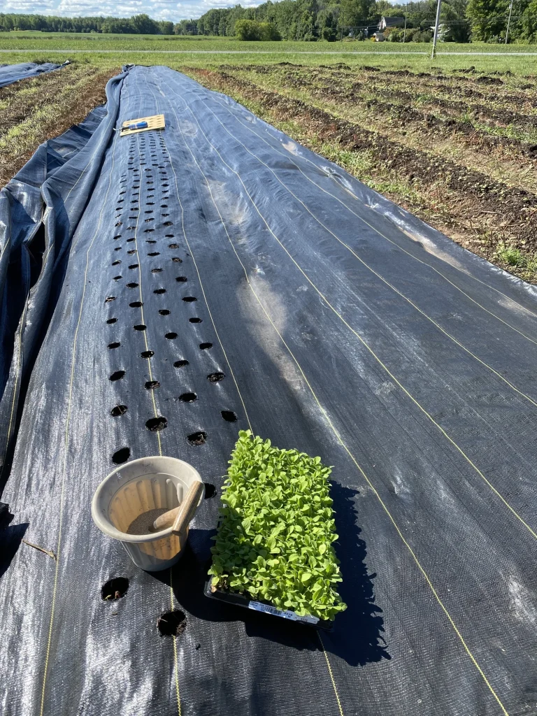 How Long Does Landscape Fabric Last
