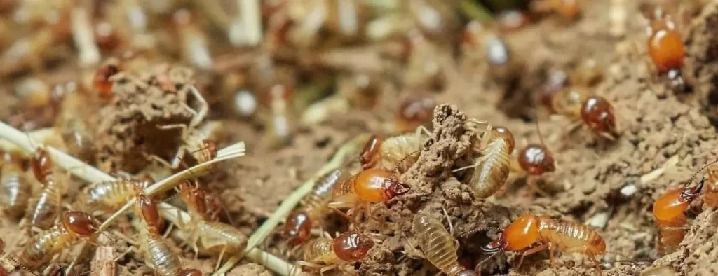 How Long Does Termite Tenting Last