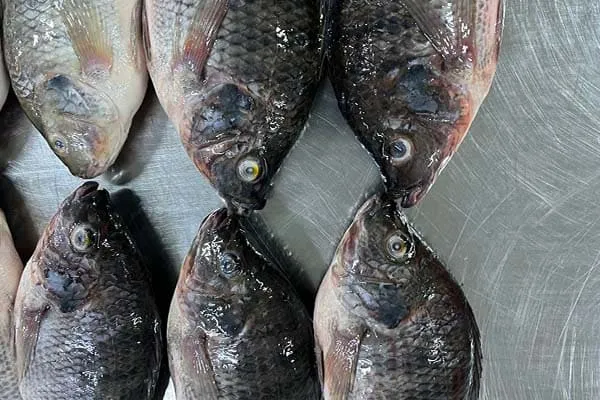 How Long Does Tilapia Last In The Freezer
