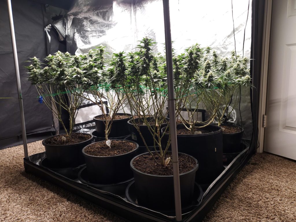 How Many Plants in a 4X4 Grow Tent