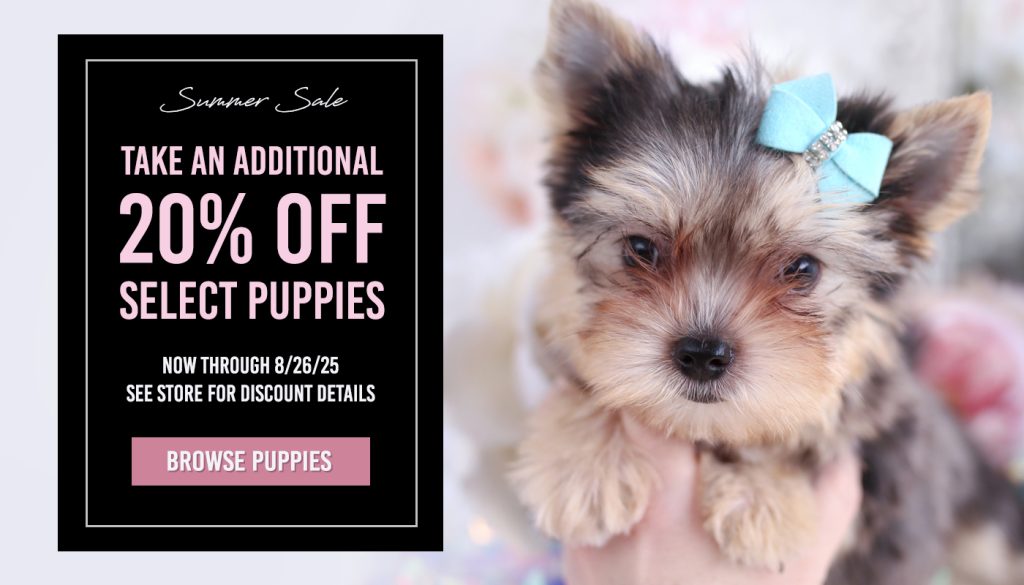 How Much are Tea Cup Dogs