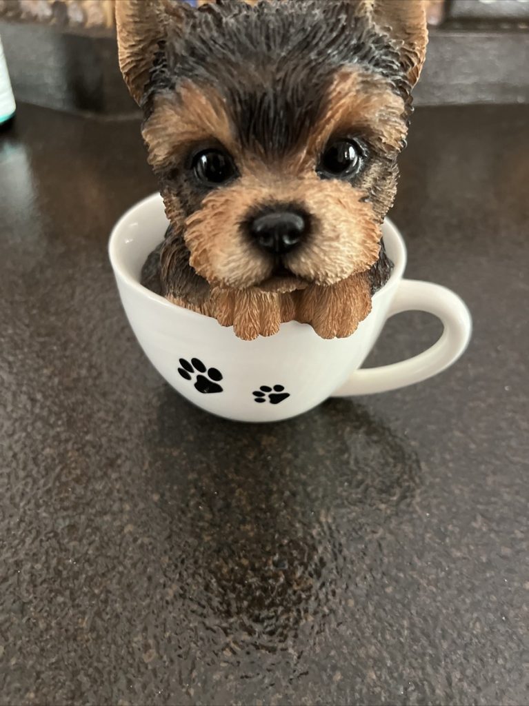 How Much are Tea Cup Yorkies