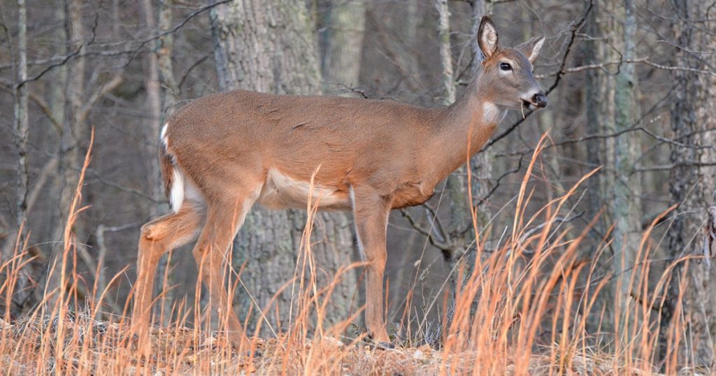 How Much Freezer Space for a Deer