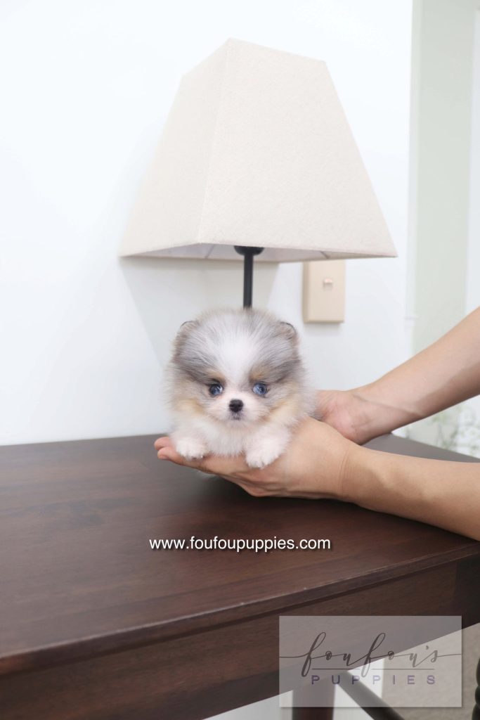 How Much is a Tea Cup Puppy