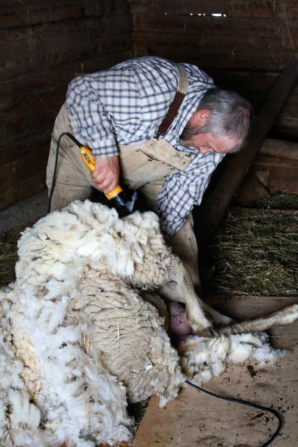 How Often Do Sheep Get Sheared