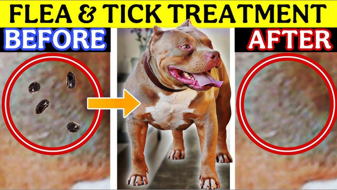 How Often to Vacuum After Flea Treatment