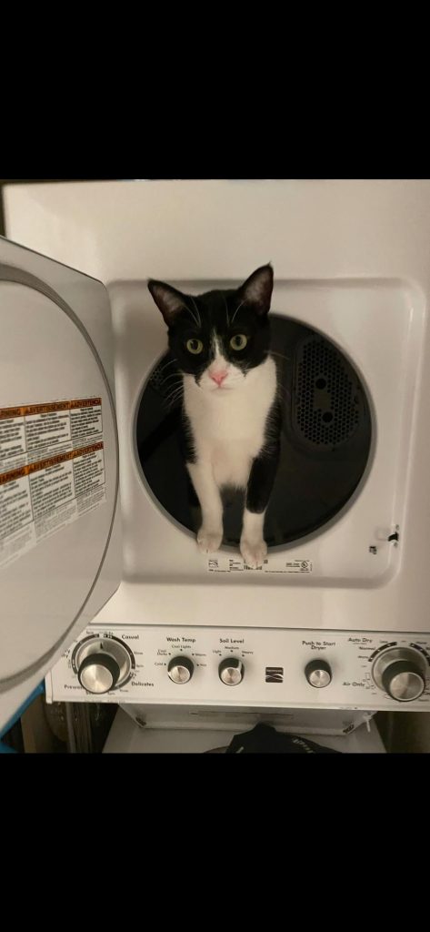 How to Block Cat from Going behind Washer And Dryer