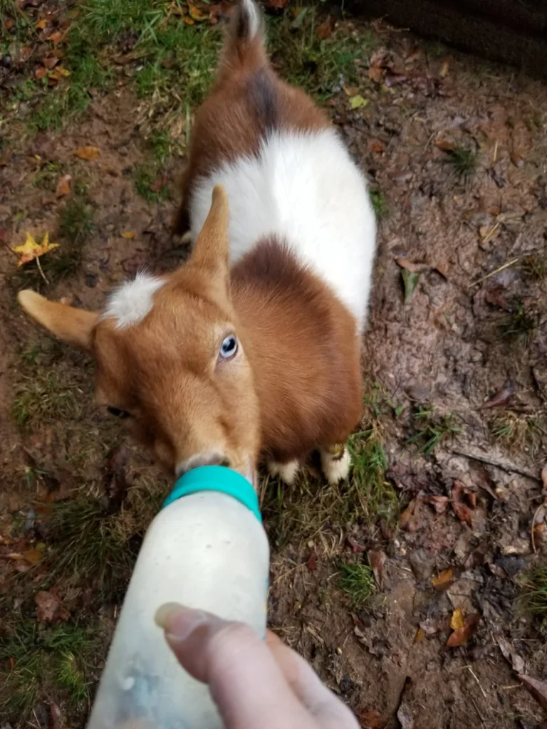 How to Bottle Feed a Baby Goat