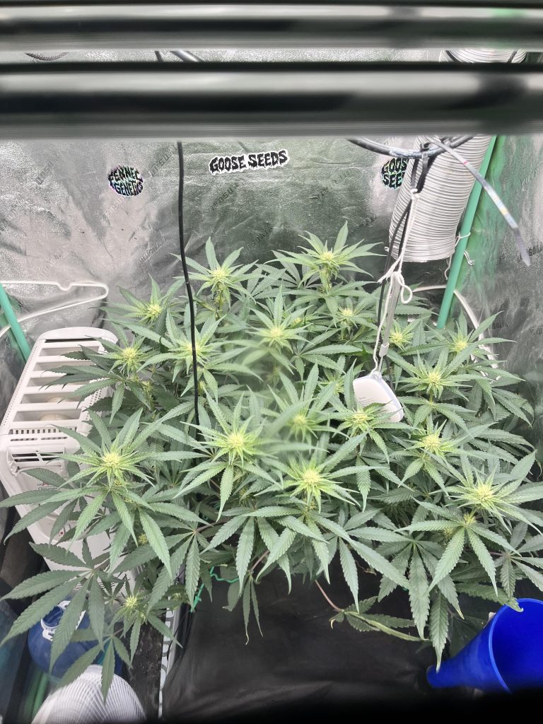 How to Bring Humidity down in Grow Tent