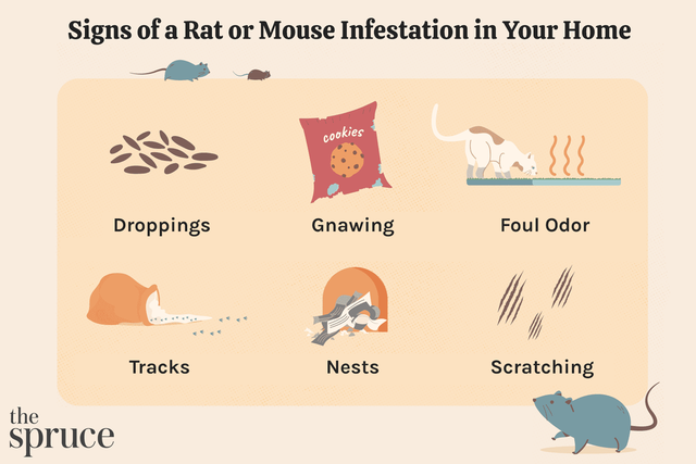 How to Catch Mice Living in Refrigerator