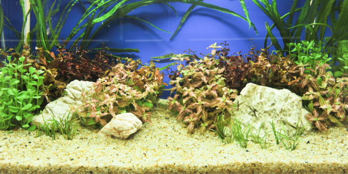 How to Clean Sand in Fish Tank Without Vacuum