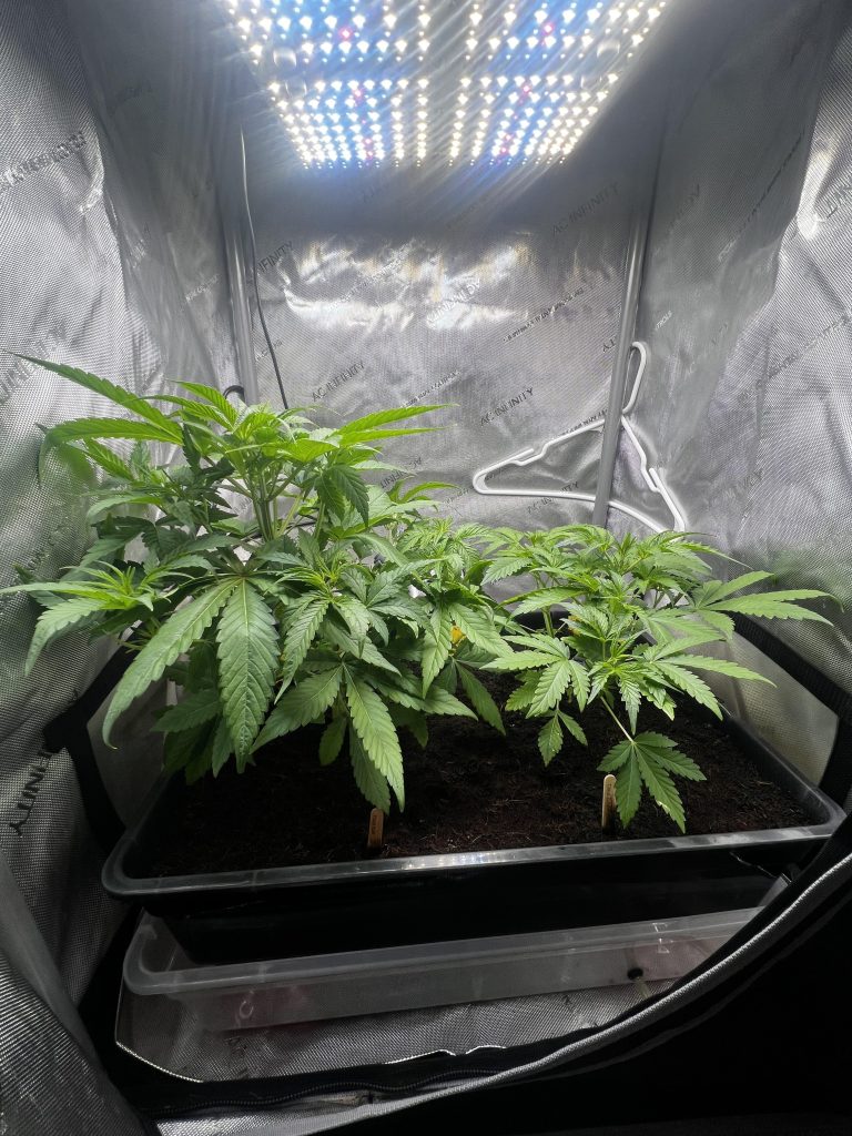 How to Cool down Grow Tent