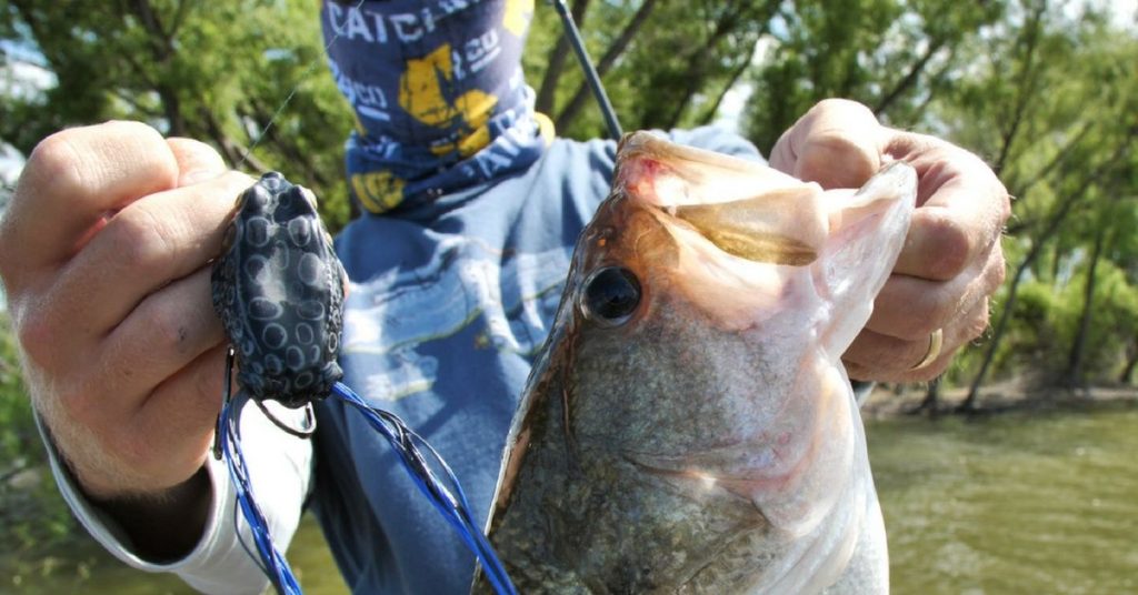 How to Fish With a Frog Lure for Bass