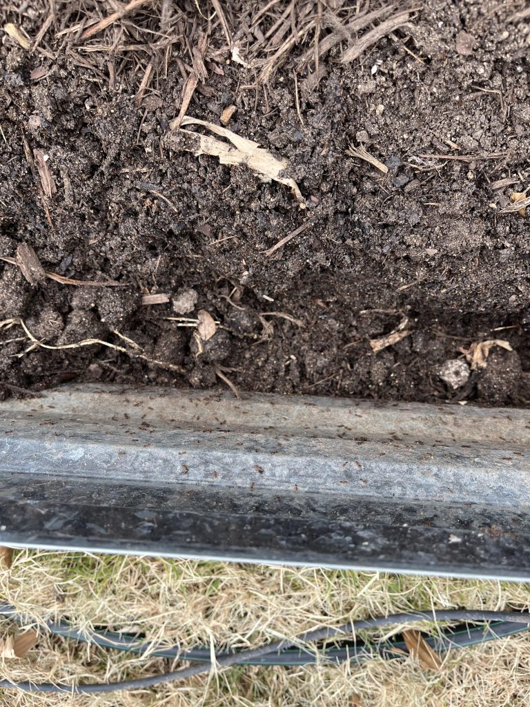 How to Get Ants Out of Raised Garden Bed