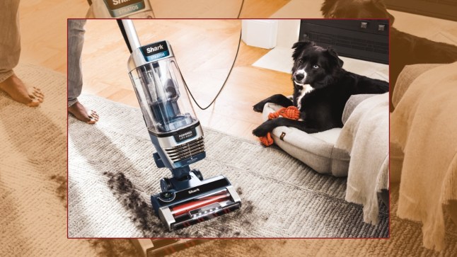 How to Get Dog Smell Out of Vacuum