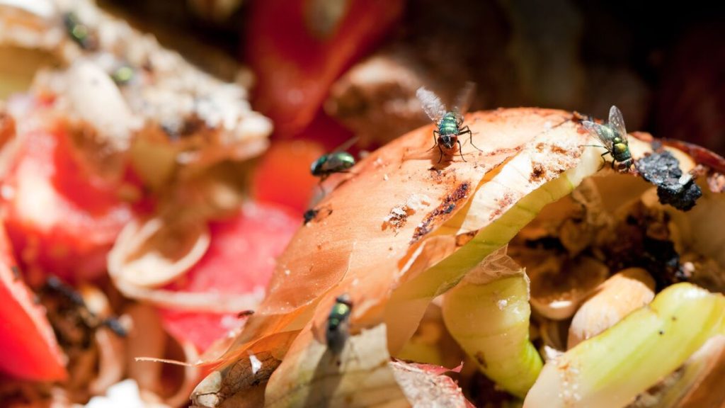How to Get Rid of Flies in Compost Bin