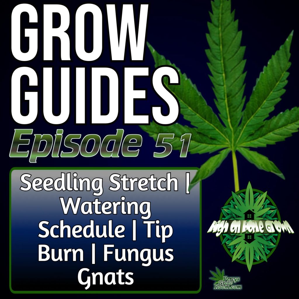 How to Get Rid of Gnats in Grow Tent