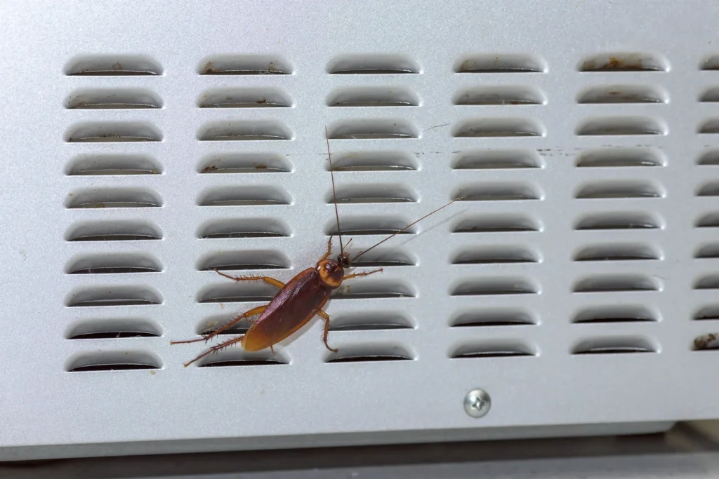 How to Get Rid of Roaches in a Microwave Oven