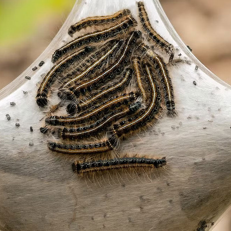 How to Get Rid of Tent Caterpillars