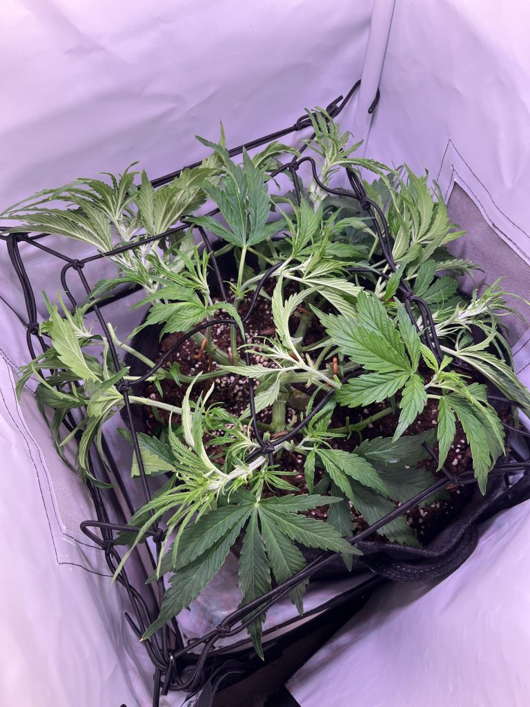 How to Grow Autoflower in a Grow Tent