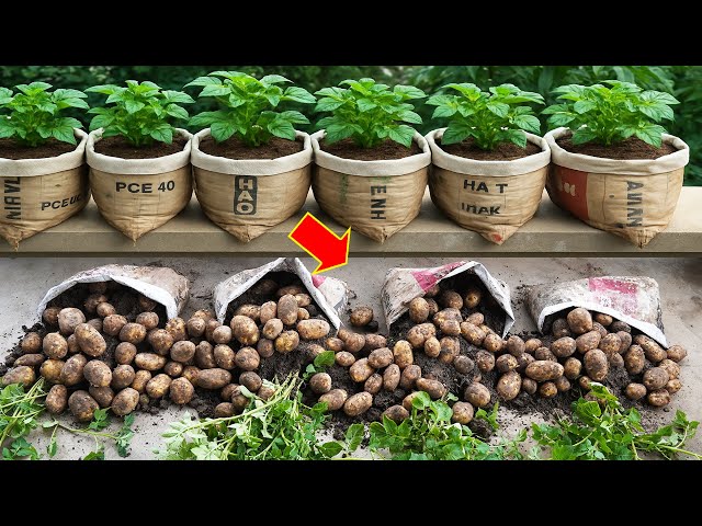 How to Grow Potatoes in Planters