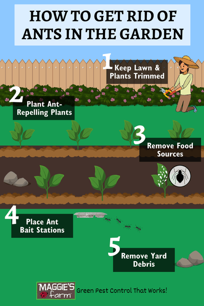 How to Keep Ants Out of Raised Garden Beds