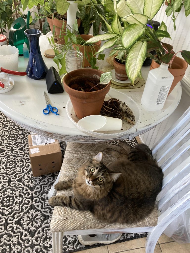 How to Keep Cats Out of Planters
