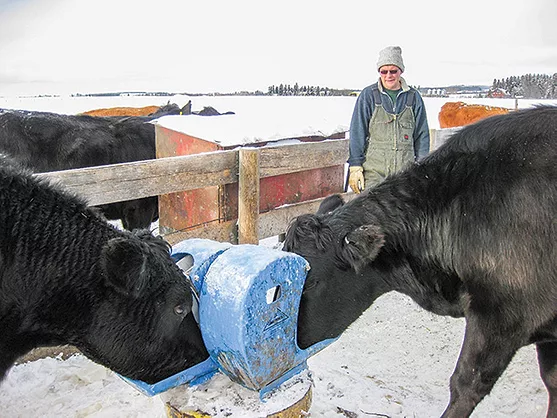 How to Keep Cows Water from Freezing