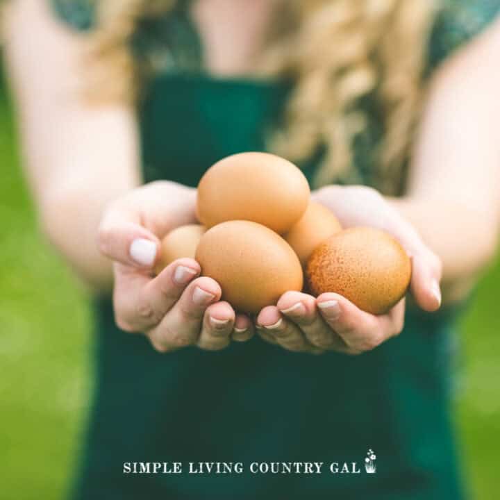 How to Keep Eggs from Freezing in the Coop