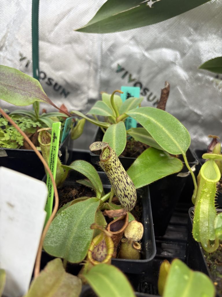 How to Keep Grow Tent Cool