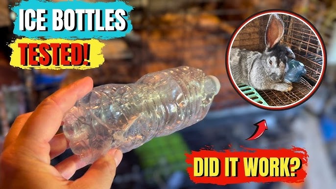 How to Keep Water from Freezing for Rabbits: Easy Winter Tips – buzzlyo