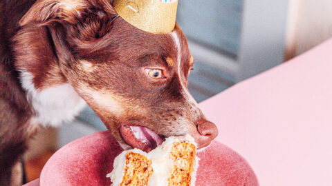 How to Make Icing for Dogs