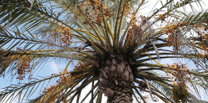 How to Protect a Palm Tree from Freezing