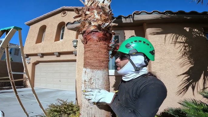 How to Protect Palms from Freeze