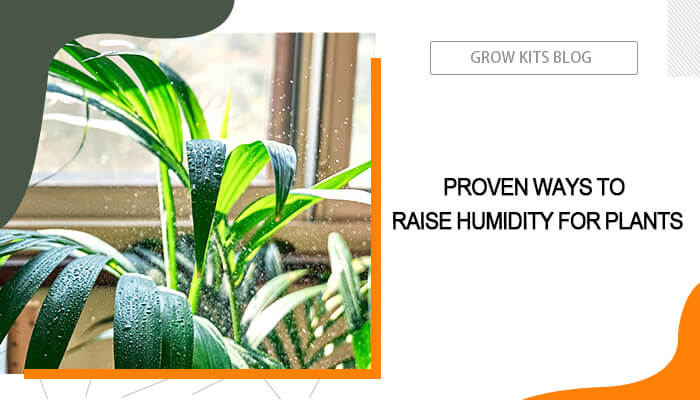 How to Raise Humidity in Grow Tent